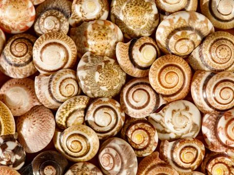 Textured background of many small seashells Stock Photos