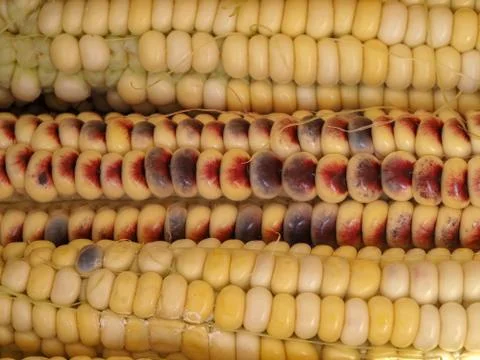 Textured background of multi-colored corn Stock-Fotos