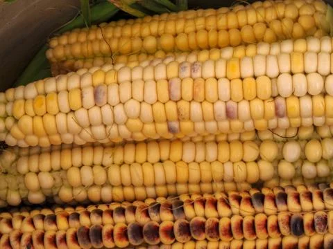Textured background of multi-colored corn Stock Photos