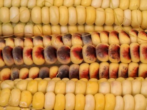 Textured background of multi-colored corn Stock Photos