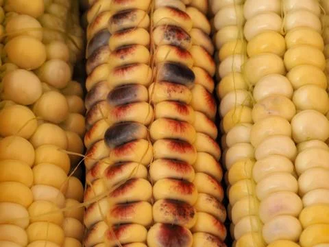 Textured background of multi-colored corn Stock Photos