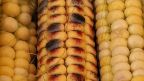Textured background of multi-colored corn 스톡 사진