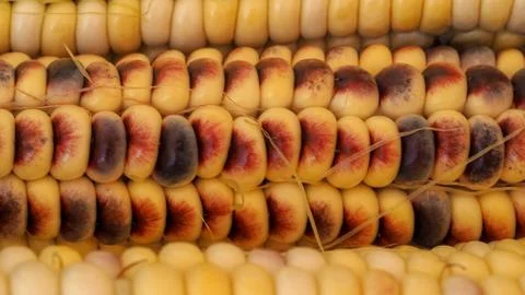 Textured background of multi-colored corn Stock Photos