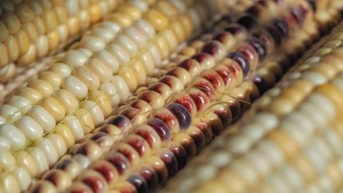 Textured background of multi-colored corn Stock Photos