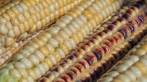 Textured background of multi-colored corn Stock-Fotos