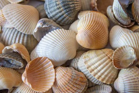 Textured background of a nice light tone from seashells with lines Stock Photos