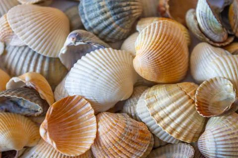 Textured background of a nice light tone from seashells with lines Stock Photos