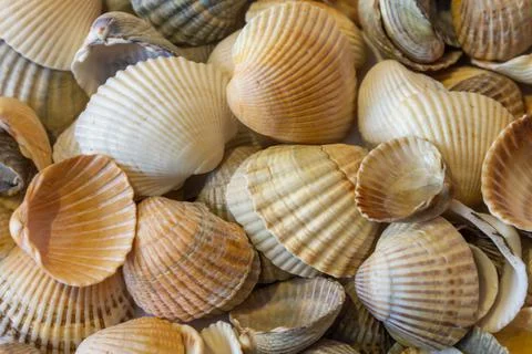 Textured background of a nice light tone from seashells with lines Stock Photos
