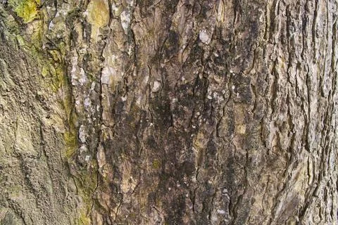 The textured background of old Big tree bark Stock Photos