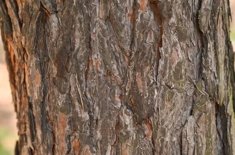 Textured background of pine bark close-up Stock Photos