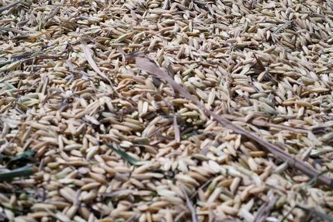 Textured Background of Rice grain unprocessed Stock Photos