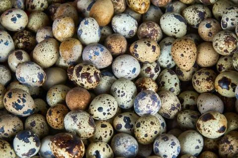 Textured background with small quail eggs. Natural pattern. Horizontal format. Stock Photos