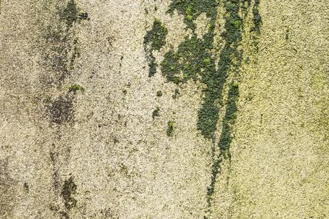 Textured background from a tiled wall with traces of moisture in the form of Stock Photos
