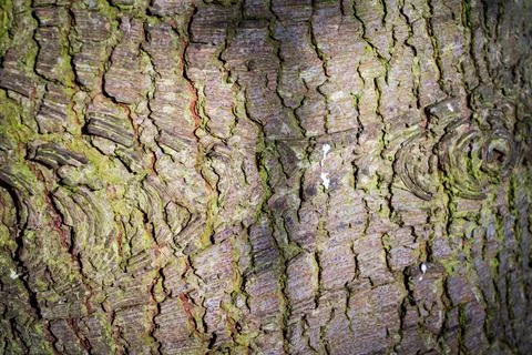 Textured background of tree bark Stock Photos