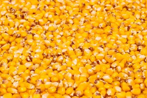 Textured background of yellow corn kernels. The concept of the design element Stock Photos