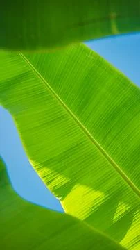 Textured banana tree leaf background with bright blue sky 스톡 사진