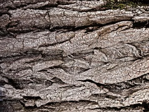 Textured bark abstract background Stock Photos