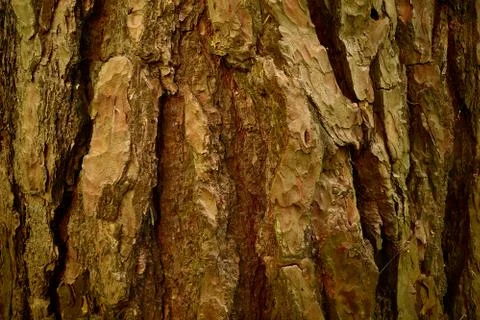 Textured bark of age pine tree. Conifer pattern. Uneven surface. Closeup image Stock Photos