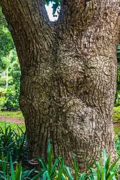 Textured Bark of Ancient Tree in Garden Foto stock