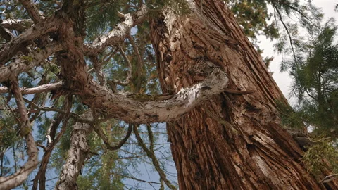 Textured Bark and Twisted Branch of Redwood Tree Stock Footage 314896094