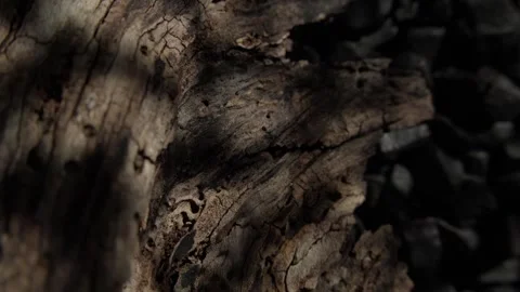 Textured bark close-up with shadows on dark surface. Stock Footage 296158012