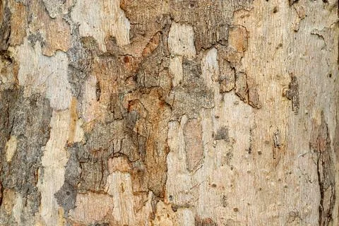 Textured bark of a eucalyptus tree Foto stock