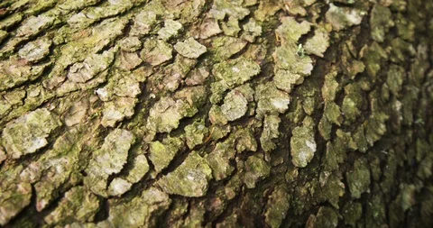 Textured Bark of a Fallen Spruce Tree. 4k DCI stock footage Stock Footage 97528862
