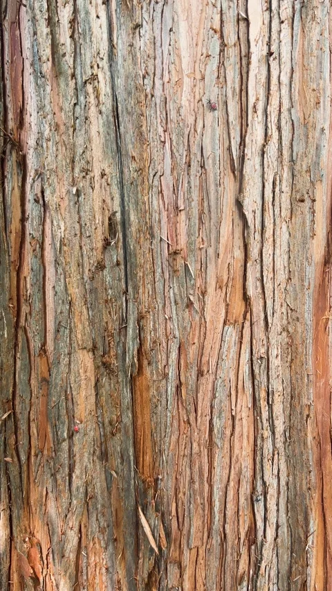 Textured bark of a giant sequoia tree fills the frame with deep natural ridges. Stock Footage 344182124