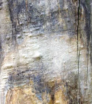 Textured bark of an old tree as a background Stock Photos