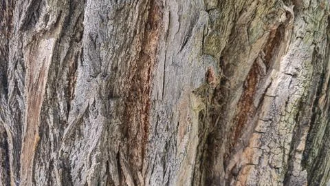 Textured bark of an old tree. Covered with moss and cracks. Furniture product Foto stock