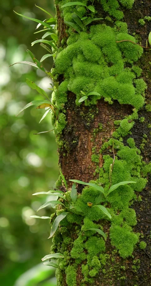 Textured bark on an old tree trunk covered with moss. Stock Footage 281059619