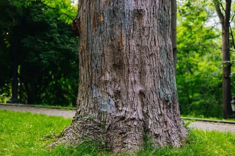 The textured bark of a tree trunk stands out against lush green grass in the Stock Photos