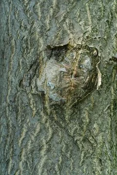 Textured Bark of A Tree Tunk Stock Photos