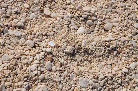 Textured Beach Surface with Pebbles and Shells Close-up Stock Photos