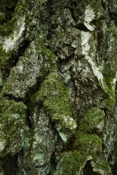 Textured birch tree bark. Close-up vertical picture Stock Photos
