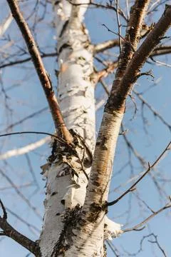 Textured birch tree bark in sunset glow in spring time with blue sky in bac.. Foto stock