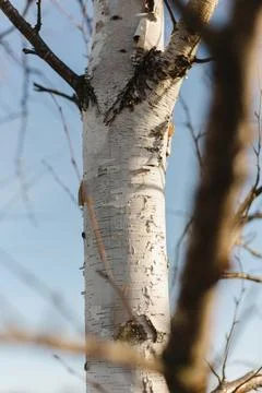 Textured birch tree bark in sunset glow in spring time with blue sky in bac.. Foto stock