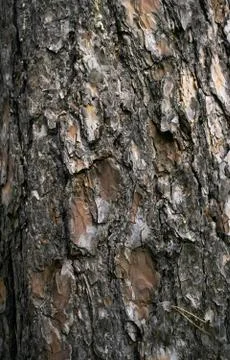 Textured, brown pine tree bark Stock Photos