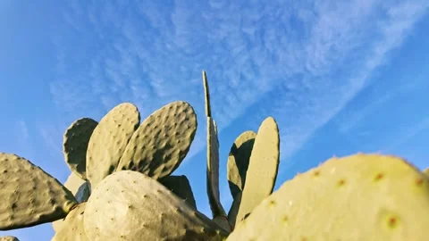 Textured Cactus Pads Glowing In Warm Sunlight Stock-Footage 342653415