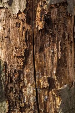 Textured close-up of an aged tree trunk showing natural patterns and cracks Stock Photos