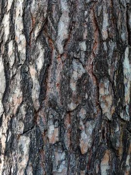 Textured Close-Up of Pine Tree Bark Stock Photos