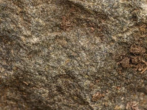 Textured close-up of a rugged tree bark surface, highlighting intricate det.. Stock Photos