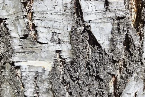 Textured Close-Up of Rugged Tree Bark for Nature Background and Design Elemen Stock Photos