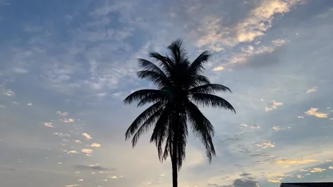 Textured clouds behind a palm tree silhouette Vídeos de archivo 180518285