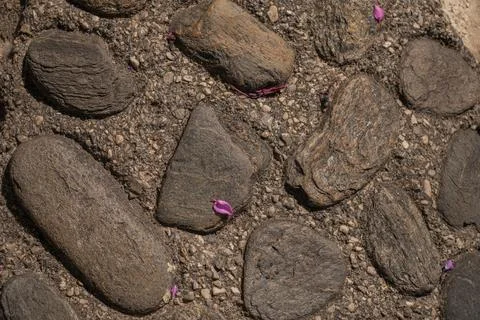 Textured cobblestone with petals on rustic path Stock Photos