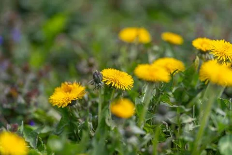 Textured dandelion cluster under sunlight, focus on stamens and leaf margins, Stock Photos