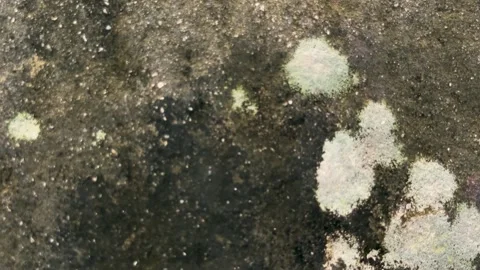 Textured dark stone surface with patches of light green and white lichen grow Stock Footage 339296276