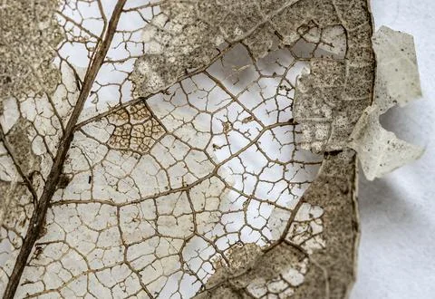 Textured Decay of a Leaf in Macro Foto stock