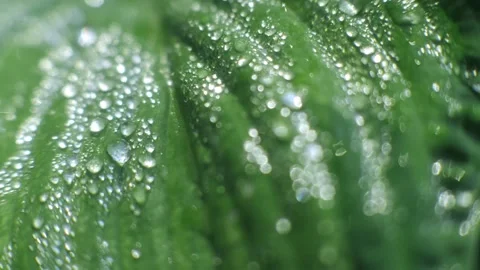 Textured evergreen lush leaf covered by natural morning dew drops macro slider Stock Footage 145063436