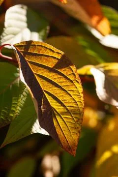 Textured Glowing Leaf Stock Photos